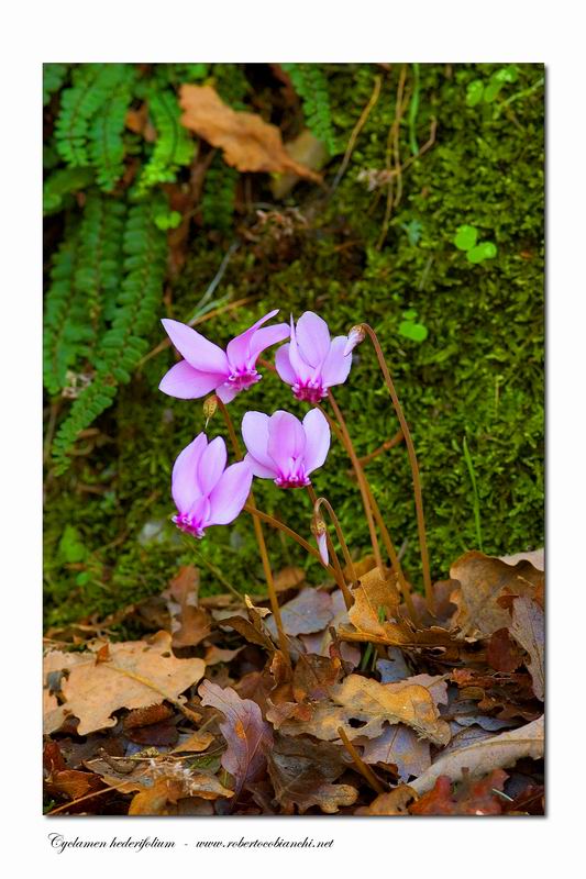 Cyclamen hederifolium / Ciclamino napoletano